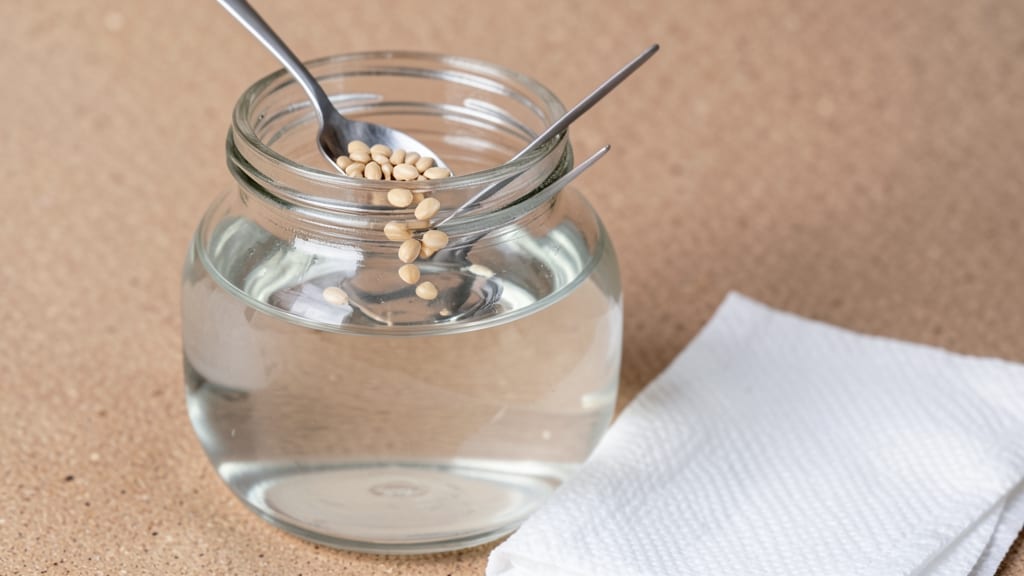 How Long to Soak Tomato Seeds Before Planting: 24-Hour Cold Water Trick for Faster Germination